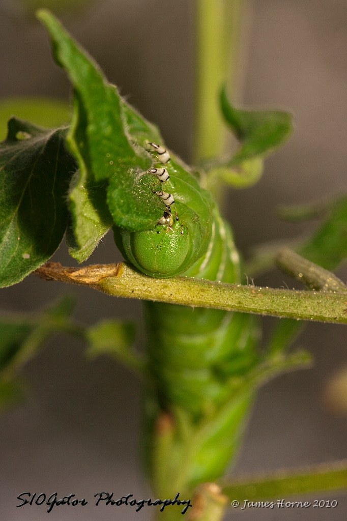 tomato worm-img_828006.JPG